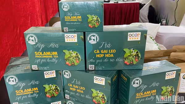 Trà cà gai leo Hợp Hòa, Tuyên Quang, sản phẩm OCOP 4 sao. (Ảnh: NGỌC KHÁNH)