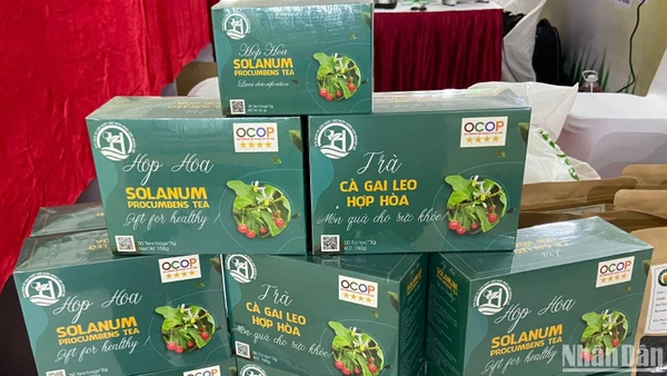Trà cà gai leo Hợp Hòa, Tuyên Quang, sản phẩm OCOP 4 sao. (Ảnh: NGỌC KHÁNH)