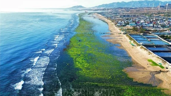 Cảnh sắc độc đáo của cánh đồng rong biển ở thôn Từ Thiện (xã Phước Dinh, huyện Thuận Nam, tỉnh Ninh Thuận).