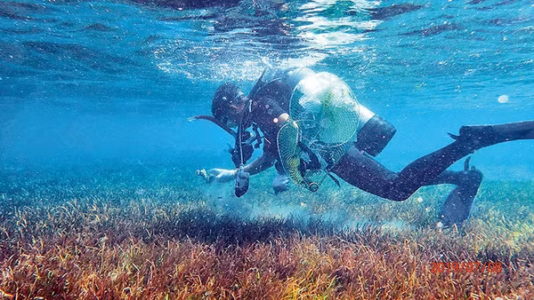 Cán bộ nghiên cứu đang khảo sát một thảm cỏ biển. 