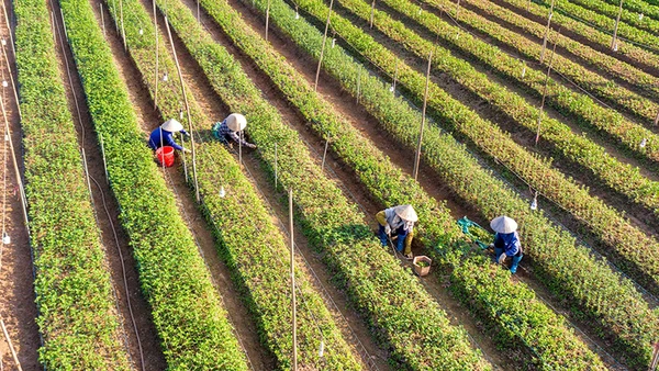 Mô hình trồng hoa tại xã Khánh Nhạc, huyện Yên Khánh. Ảnh | TRƯỜNG GIANG