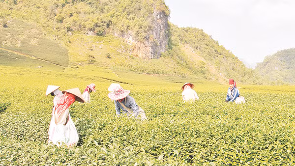 Vùng trồng chè được cấp nhãn hiệu chứng nhận “Chè Phổng Lái Thuận Châu”.