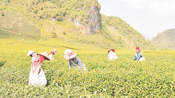 Vùng trồng chè được cấp nhãn hiệu chứng nhận “Chè Phổng Lái Thuận Châu”.