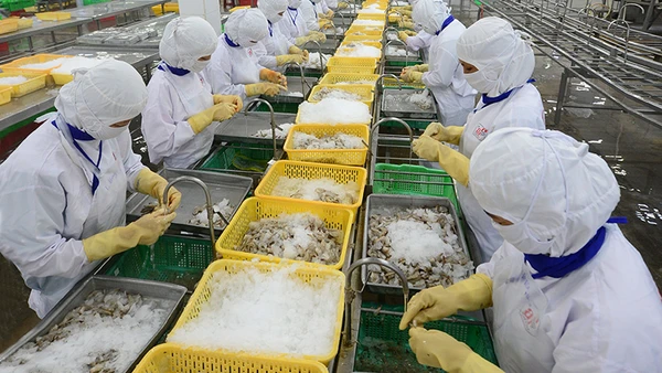 Chế biến thủy sản xuất khẩu ở Công ty CP Thủy sản Cafatex Hậu Giang. Ảnh | TRẦN QUỐC