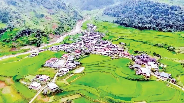 Giống lúa nếp Tan đặc sản làm nên sắc xanh tuyệt đẹp cho những cánh đồng Ngọc Chiến. Ảnh | Vietmountain Travel