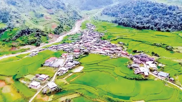 Giống lúa nếp Tan đặc sản làm nên sắc xanh tuyệt đẹp cho những cánh đồng Ngọc Chiến. Ảnh | Vietmountain Travel