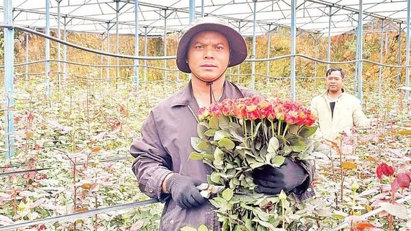 Ông Ha Biêng thu hoạch hoa hồng trong nhà kính.