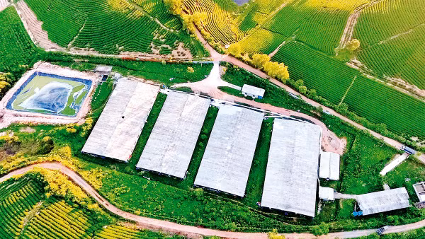 Nhà xưởng chế biến chè được xây dựng trên đất nông nghiệp thuộc vùng nguyên liệu chè huyện Anh Sơn, tỉnh Nghệ An. Ảnh: QUANG DŨNG