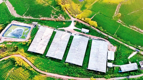 Nhà xưởng chế biến chè được xây dựng trên đất nông nghiệp thuộc vùng nguyên liệu chè huyện Anh Sơn, tỉnh Nghệ An. Ảnh: QUANG DŨNG