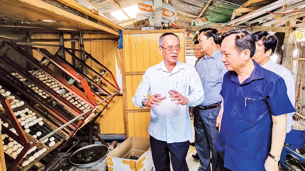 Các đồng chí lãnh đạo chủ chốt tỉnh Bạc Liêu thường xuyên kiểm tra tình hình ở các cơ sở. Ảnh: MINH ĐẠT