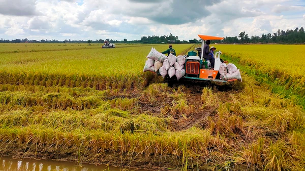 Thu hoạch lúa tại xã Trường Xuân, huyện Tháp Mười, tỉnh Ðồng Tháp. (Ảnh Hữu Nghĩa)