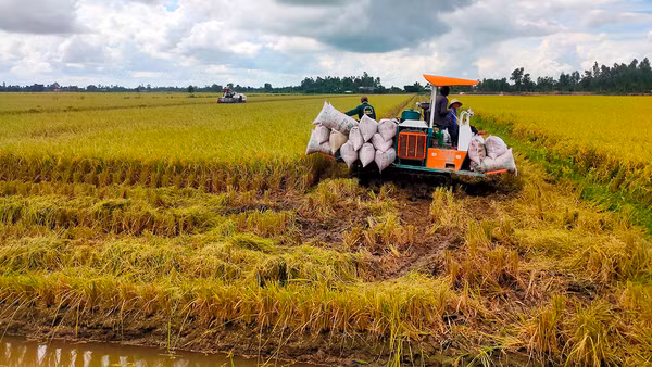 Thu hoạch lúa tại xã Trường Xuân, huyện Tháp Mười, tỉnh Ðồng Tháp. (Ảnh Hữu Nghĩa)