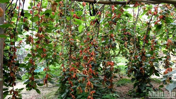 Mùa dâu chín ở Phúc Thọ. (Ảnh: Thế Dương)