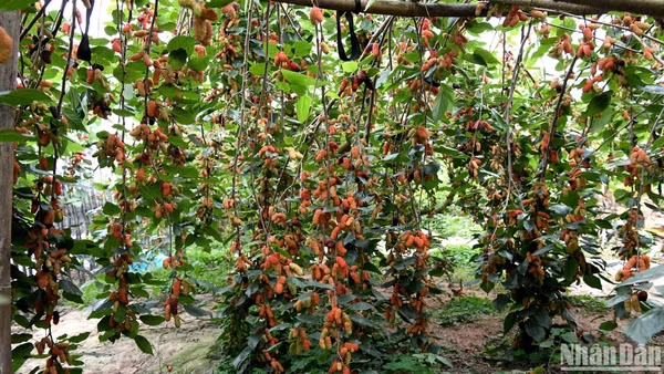 Mùa dâu chín ở Phúc Thọ. (Ảnh: Thế Dương)