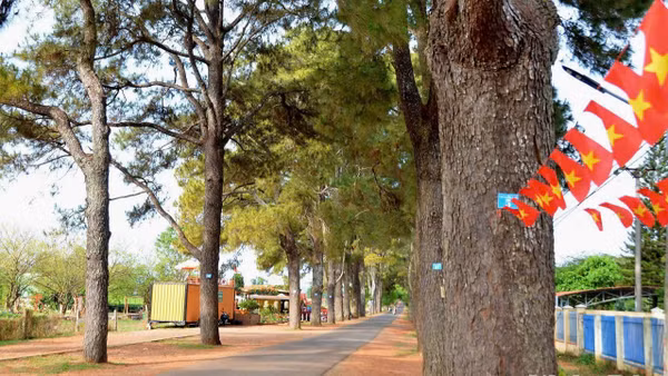 Hàng thông trăm tuổi - một vẻ đẹp vừa bình yên vừa lãng mạn.