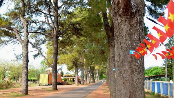 Hàng thông trăm tuổi - một vẻ đẹp vừa bình yên vừa lãng mạn.