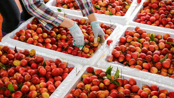 [Ảnh] Vải thiều Lục Ngạn, sản phẩm OCOP nổi tiếng của Bắc Giang