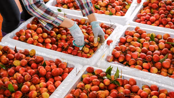 [Ảnh] Vải thiều Lục Ngạn, sản phẩm OCOP nổi tiếng của Bắc Giang