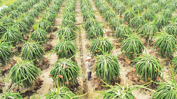Mô hình trồng thanh long thích ứng với biến đổi khí hậu tại xã Tân Phước, huyện Gò Công Đông, tỉnh Tiền Giang.