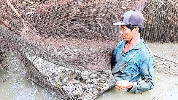 Thu hoạch cá đồng bằng cách dùng lưới chụp đìa không gây sát hại nguồn lợi cá non nhưng bảo đảm trữ được nguồn cá giống cho mùa vụ sau.