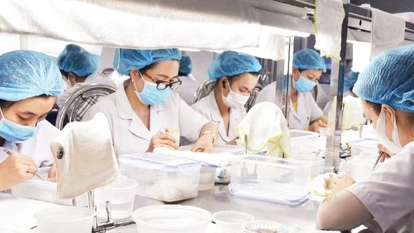 Sơ chế yến tại Công ty trách nhiệm hữu hạn Thương mại, dịch vụ Trí Sơn.