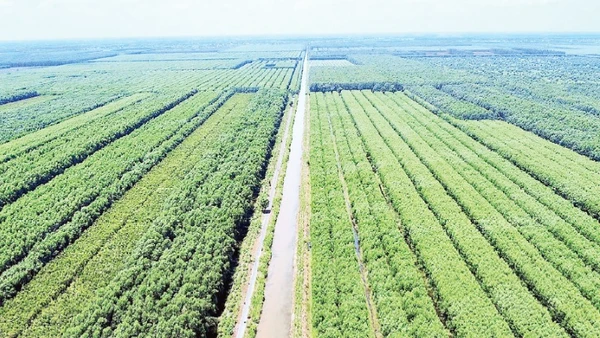 Trong hơn 30.000 ha rừng sản xuất ở miệt rừng U Minh hạ có hơn 1/3 diện tích trồng cây keo lai theo hình thức thâm canh.