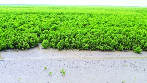 Hàng trăm héc-ta cây rừng phòng hộ ở phía tây Bãi bồi xã Đất Mũi (huyện Ngọc Hiển, tỉnh Cà Mau) được phục hồi, đang phát triển xanh tốt.