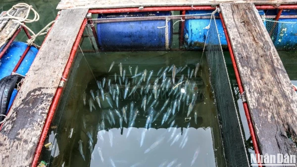 [Ảnh] Về Hà Tĩnh xem ngư dân săn mực nhảy Vũng Áng