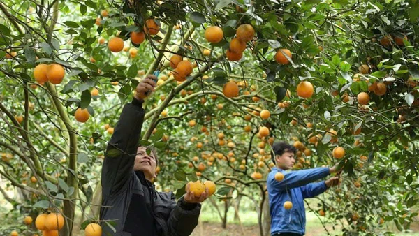 Mô hình vườn cam trải nghiệm của Hợp tác xã 3T Farm nông sản Cao Phong, Hòa Bình. (Ảnh: AN THÀNH ĐẠT)