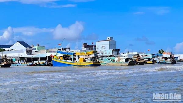 Ngộ độc do ăn cá nóc tại Cà Mau thường xảy ra ở vùng ven biển, nơi có nhiều hình thức khai thác và dễ dàng bắt được cá nóc. 