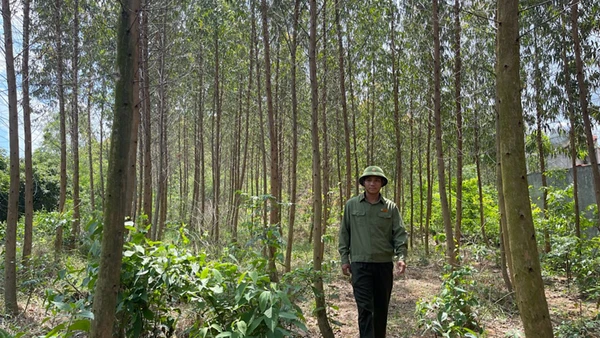 Khu rừng trồng trên núi Dược Sơn ở thành phố Chí Linh luôn được quản lý và bảo vệ tốt.