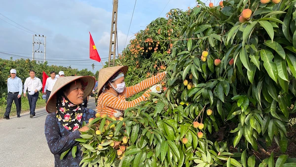 Vải thiều Thanh Hà năm nay được mùa, dự kiến sản lượng đạt 38.000 tấn.