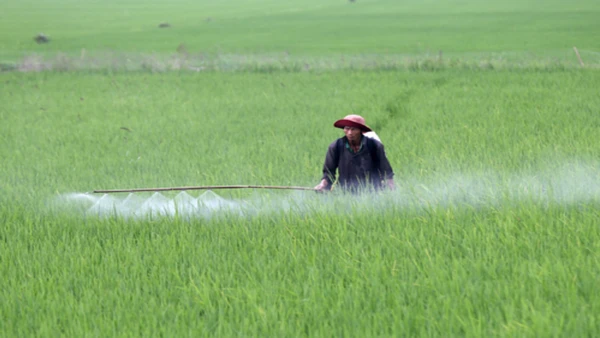 Phun thuốc bảo vệ thực vật phòng, trừ sâu bệnh hại lúa. (Ảnh: TTXVN)