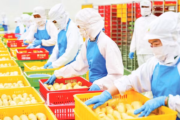 Sơ chế sầu riêng xuất khẩu tại Công ty cổ phần Tập đoàn xuất nhập khẩu trái cây Chánh Thu. (Ảnh MINH ANH)