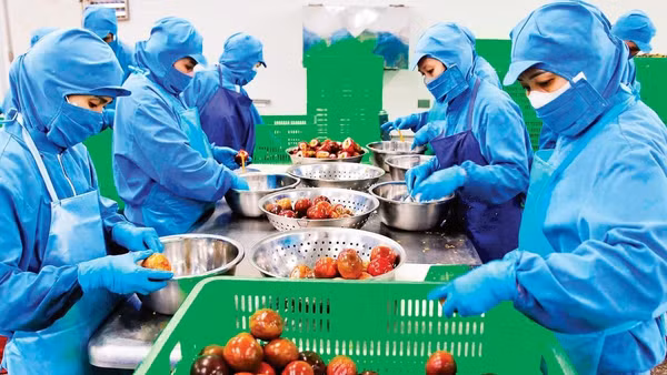 Tuyển chọn để chế biến sản phẩm chanh leo xuất khẩu tại Công ty Blue Ocean, Lâm Đồng.