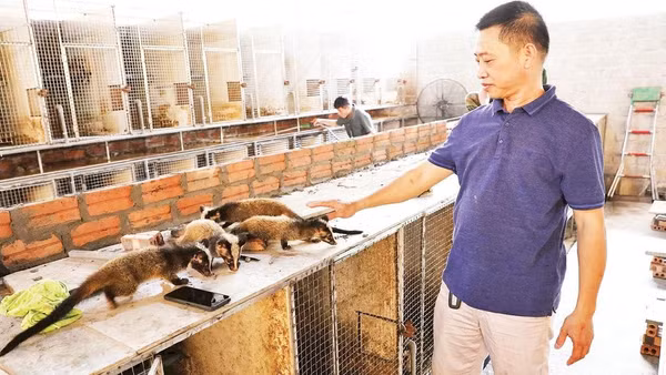 Gia đình ông Vũ Đình Sơn, thôn An Thịnh, xã Tân An phát triển nuôi cầy và dúi cho thu nhập cao.