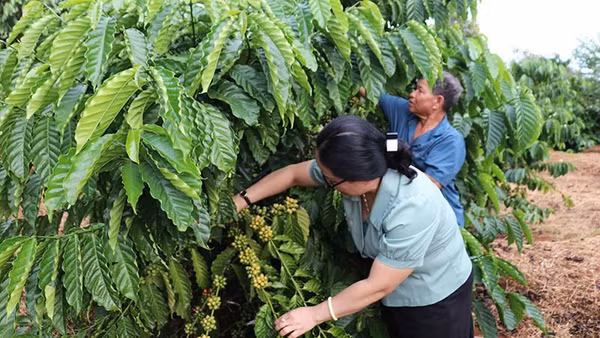 Từ công tác “Dân vận khéo”, nhiều hộ dân trên địa bàn xã Đức Cơ, tỉnh Gia Lai vươn lên thoát nghèo bền vững nhờ cây cà phê nơi vùng biên.
