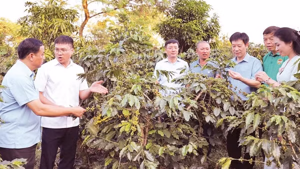 Lãnh đạo Trung ương Hội Nông dân Việt Nam và lãnh đạo Hội Nông dân tỉnh Điện Biên thăm vùng trồng cà-phê tại xã Mường Ảng, tỉnh Điện Biên.