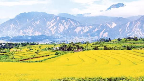 Một góc cánh đồng Mường Than vào mùa lúa chín, xa xa là vết tích nham nhở trên những triền núi sạt lở do mưa lũ gây ra vào tháng 7 vừa qua (Ảnh MẠNH CƯỜNG)