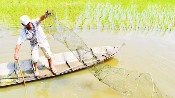 Nông dân xã Hòa Tú, thành phố Cần Thơ chăm sóc ruộng lúa kết hợp với nuôi tôm.