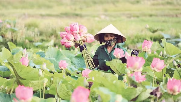 Sen được thu hoạch vào lúc sáng tinh mơ để bảo đảm chất lượng (Ảnh THÀNH CƯỜNG)