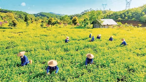 Xã Kon Plông, tỉnh Quảng Ngãi mở rộng vùng nguyên liệu chè đặc sản xứ lạnh hướng đến xuất khẩu.