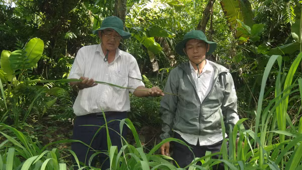 Cán bộ Phòng Khoa học và Bảo tồn đất ngập nước, Khu Bảo tồn thiên nhiên Lung Ngọc Hoàng kiểm tra sinh trưởng cây lúa hoang.