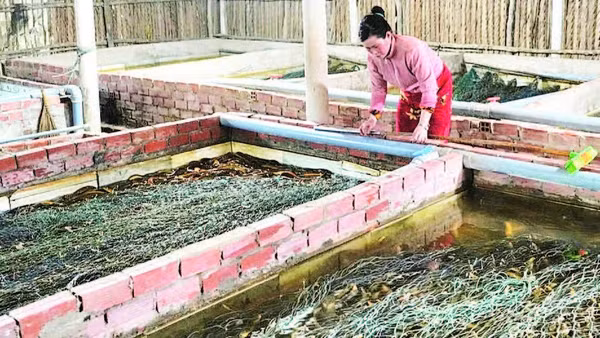 Giá mua lươn thương phẩm tại các trang trại hiện chỉ 35.000-40.000 đồng/kg, giảm một nửa so với đầu năm.