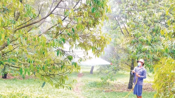 Nhân công của anh Nguyễn Viết Dương (ấp K Liêu, xã Lộc Thành, thành phố Đồng Nai) chăm sóc vườn sầu riêng sau thu hoạch.