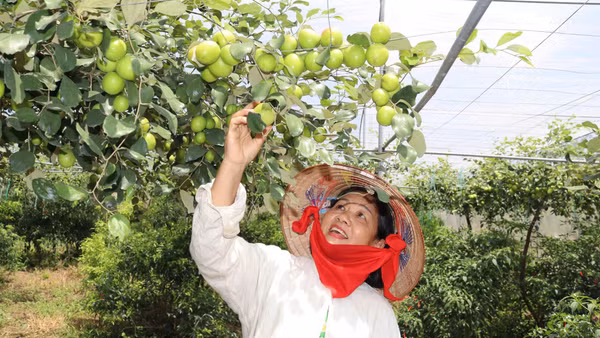 Trồng táo cho năng suất cao ở xã Trảng Bom, tỉnh Đồng Nai.