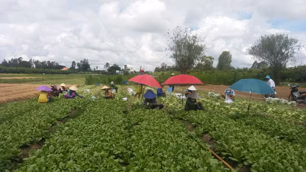 Nông dân xã Chợ Mới thu hoạch rau.