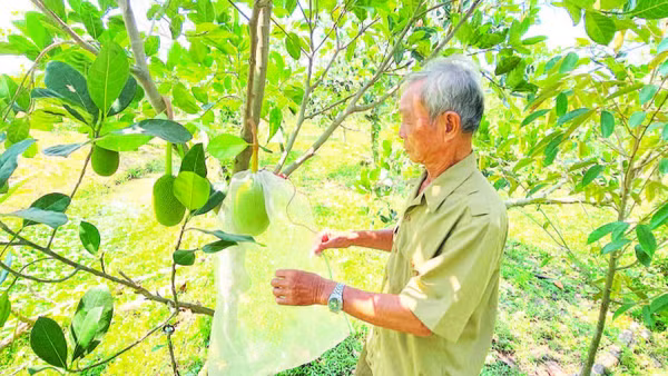 Ông Đinh Thừa Tự kiểm tra vườn mít.