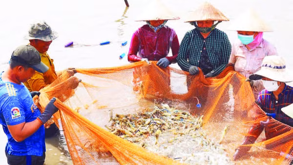Mô hình nuôi tôm càng xanh toàn đực, xã Long Hòa, được ngành nông nghiệp tỉnh Vĩnh Long khuyến khích nhân rộng.