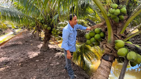 Nông dân trồng dừa hữu cơ liên kết với doanh nghiệp trong tiêu thụ sản phẩm.